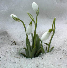 https://commons.wikimedia.org/wiki/File:Schneeglocken.jpg